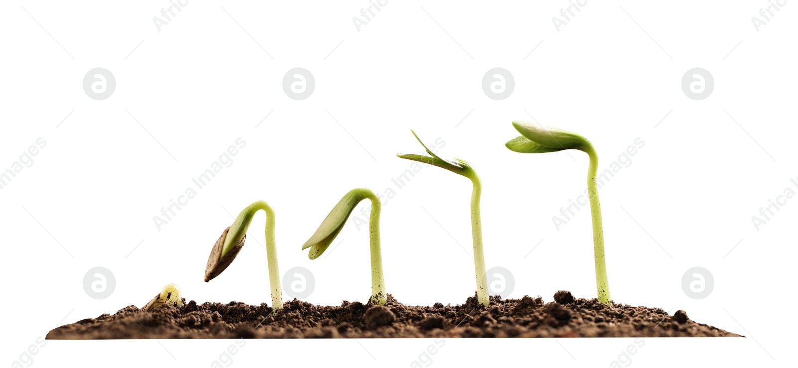 Image of Stages of growing seedling in soil on white background