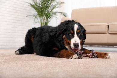 Photo of Bernese mountain dog with toy on carpet in living room