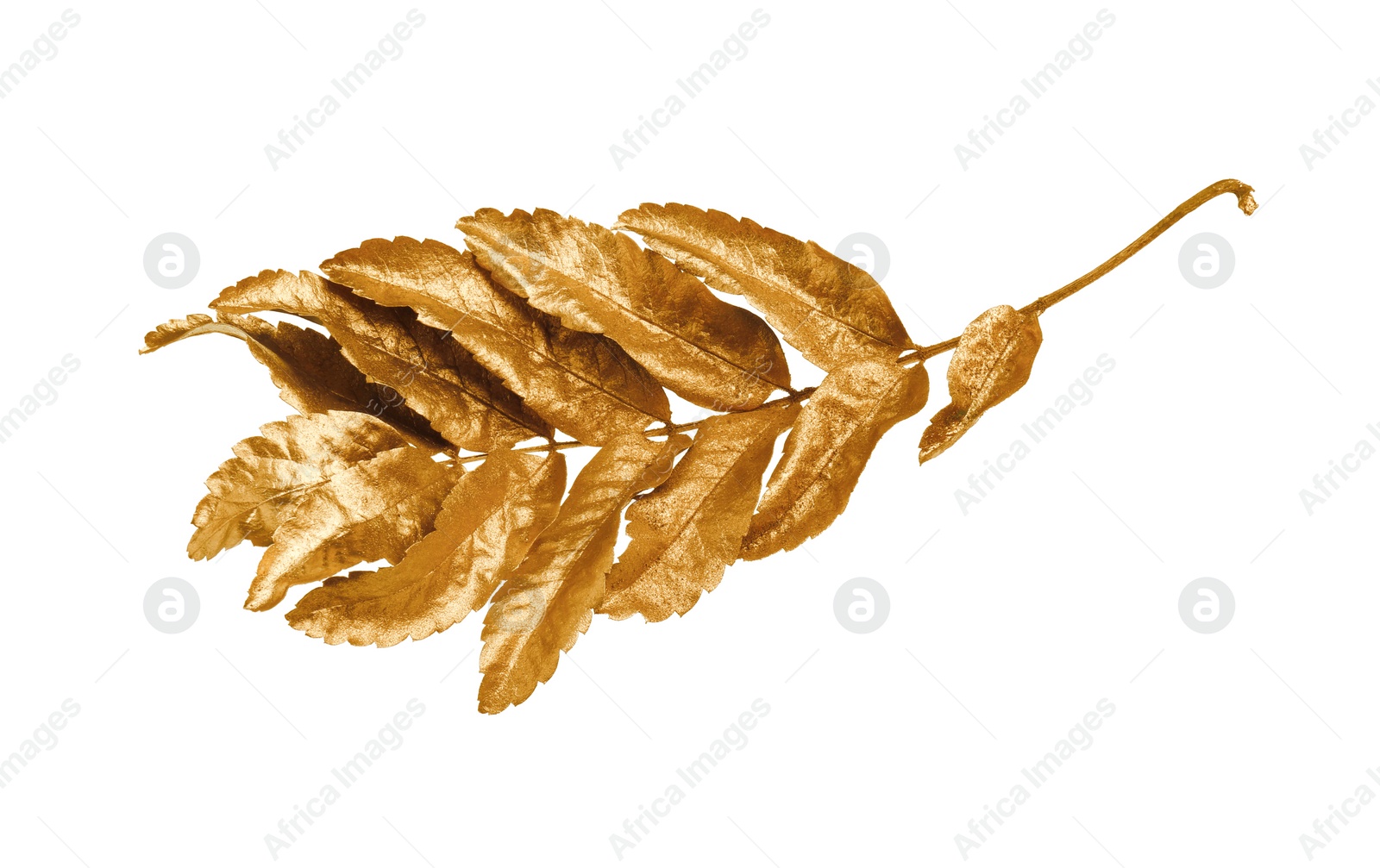 Photo of Twig of golden rowan leaves isolated on white. Autumn season