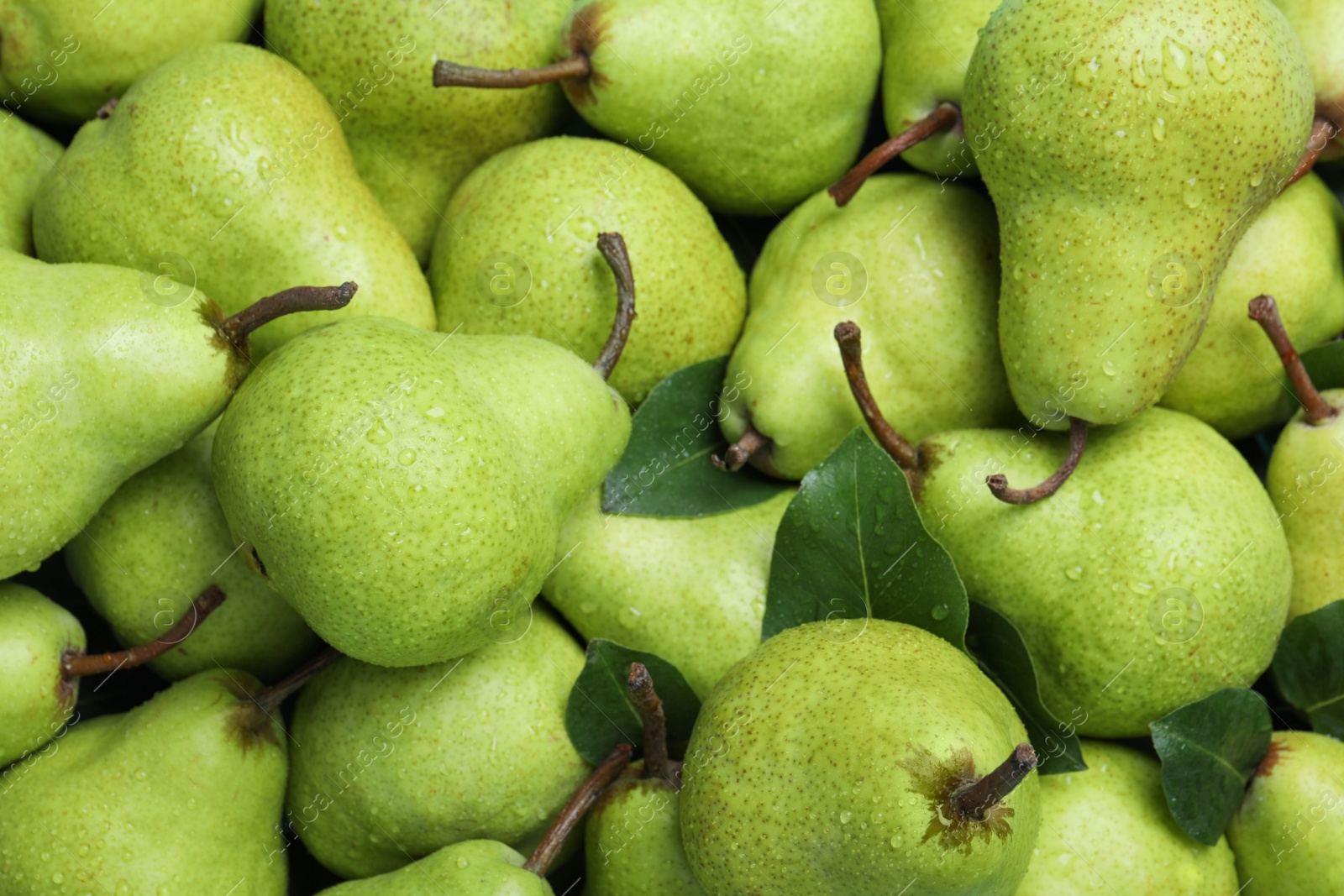 Photo of Many fresh ripe pears with water drops as background, closeup