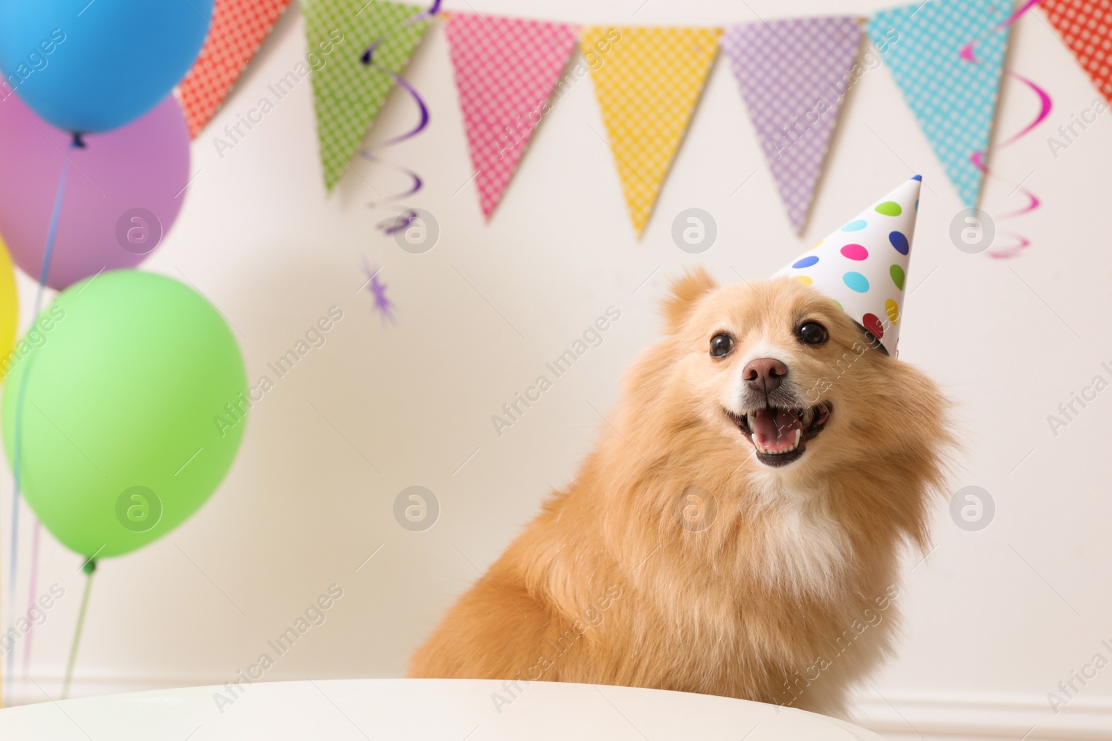 Photo of Cute dog wearing party hat at table in room decorated for birthday celebration