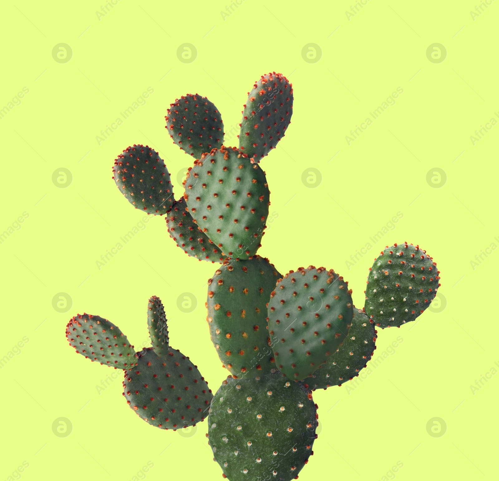 Image of Beautiful cactus plant on green yellow background