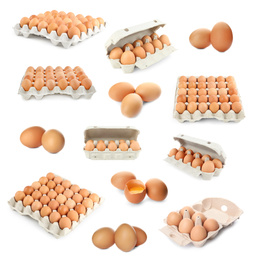 Set of raw chicken eggs on white background