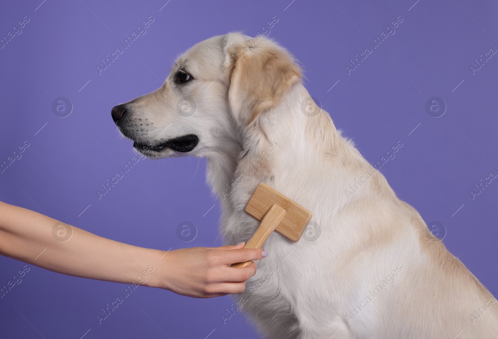 Photo of Woman brushing cute Labrador Retriever dog's hair on purple background, closeup