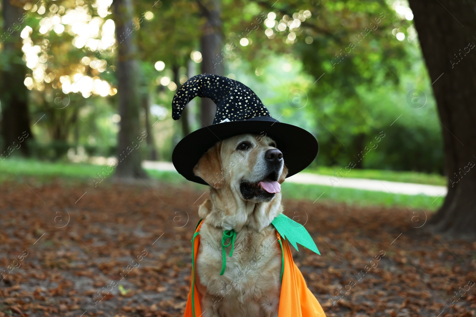 Photo of Cute Labrador Retriever dog wearing Halloween costume in autumn park