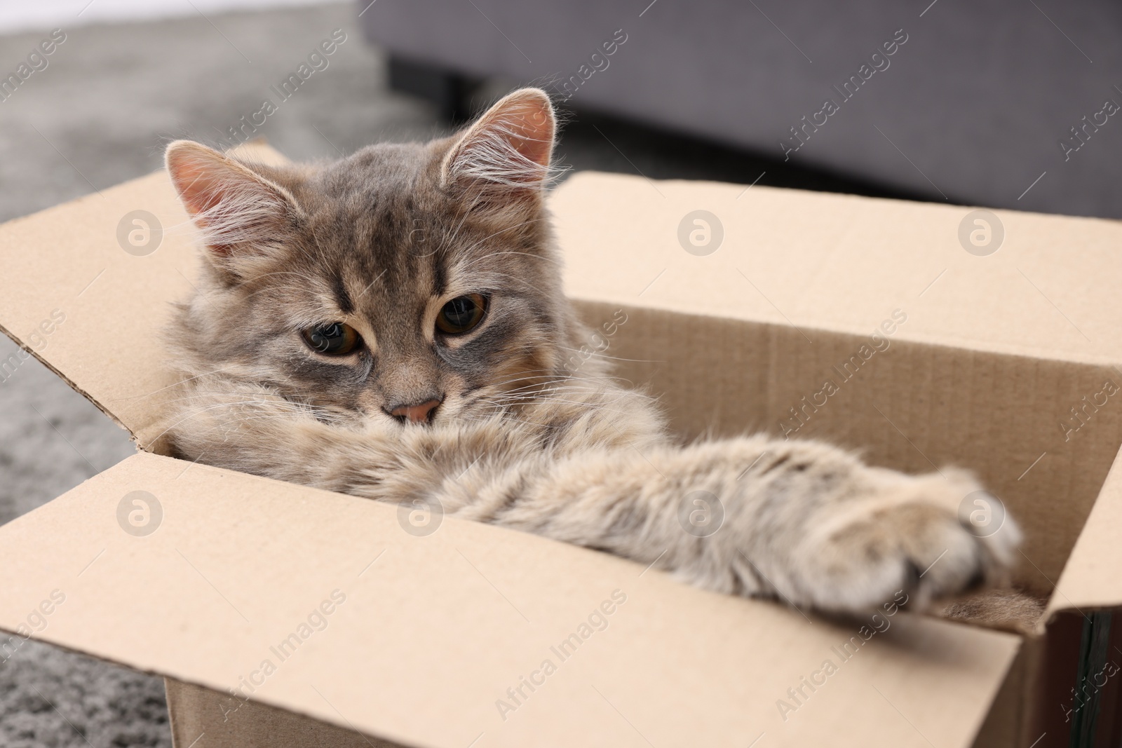 Photo of Cute fluffy cat in cardboard box indoors, closeup