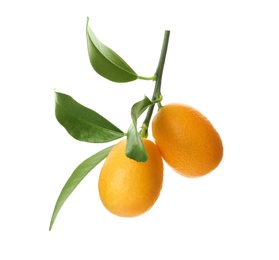 Photo of Kumquat tree branch with ripe fruits isolated on white