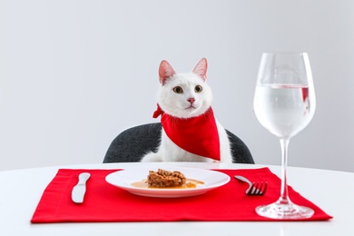Photo of Cute cat sitting at served dining table against white background