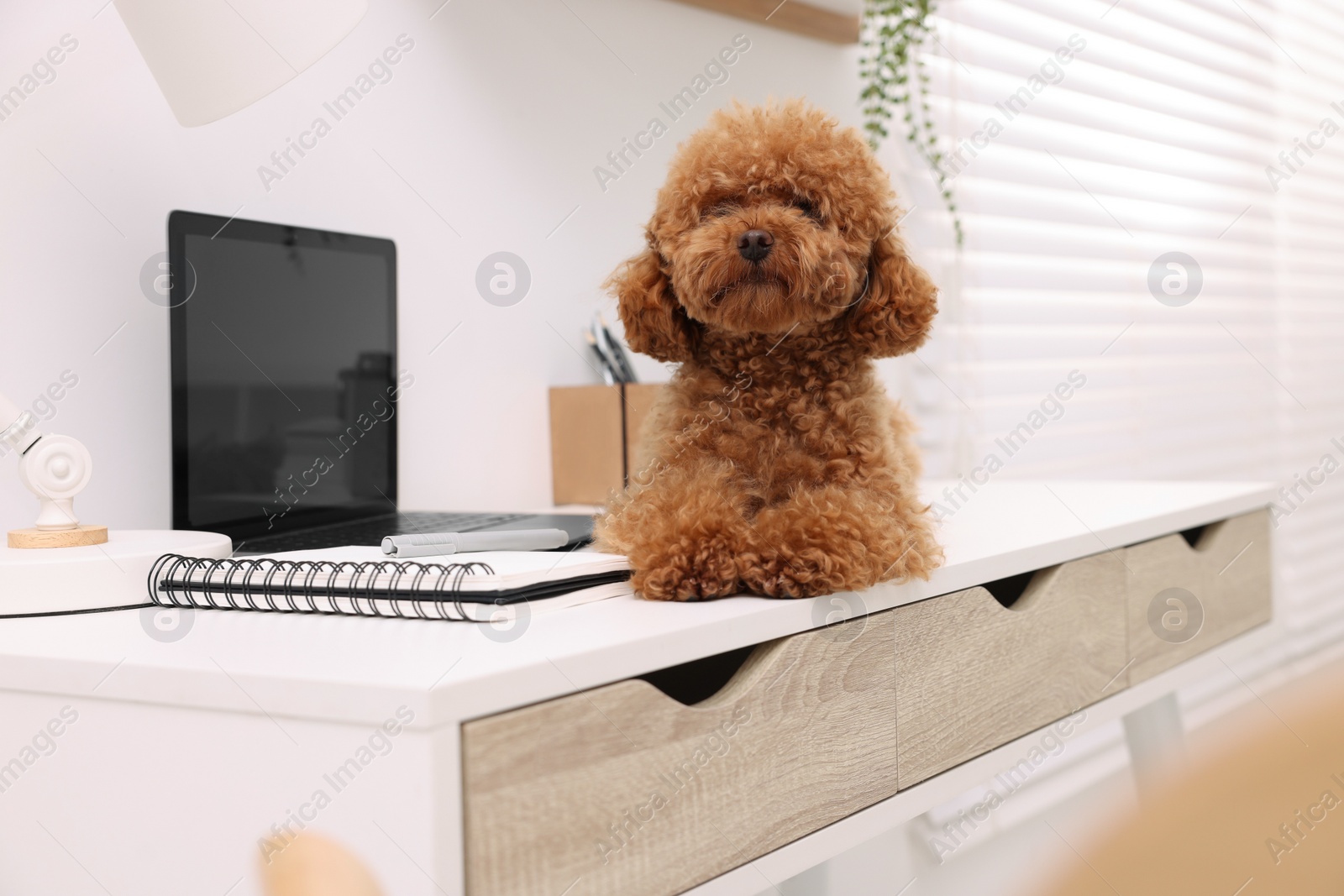 Photo of Cute Maltipoo dog on desk near laptop at home