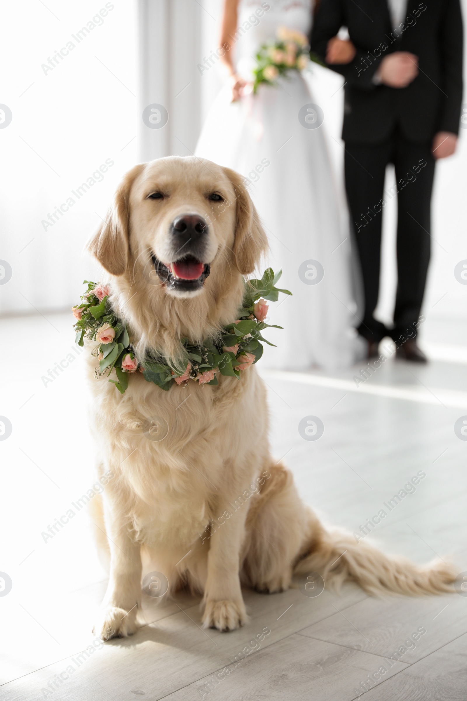 Photo of Adorable golden Retriever wearing wreath made of beautiful flowers on wedding