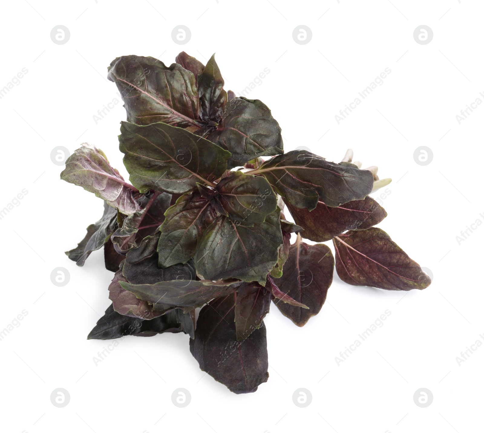 Photo of Aromatic fresh purple basil leaves on white background