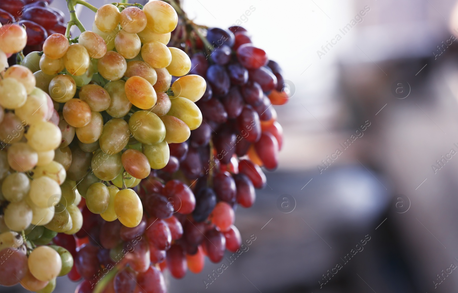 Photo of Fresh ripe juicy grapes hanging against blurred background. Space for text