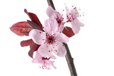 Spring tree branch with beautiful blossoms isolated on white