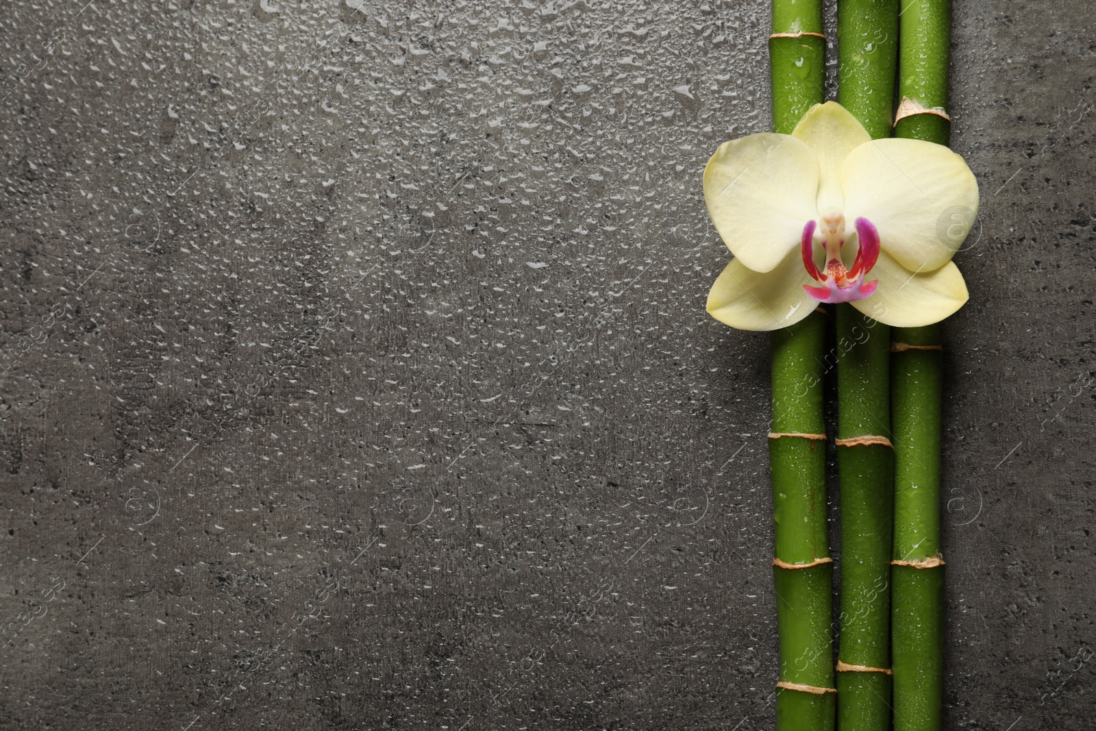 Photo of Beautiful orchid flower and bamboo stems with water drops on grey table, flat lay. Space for text