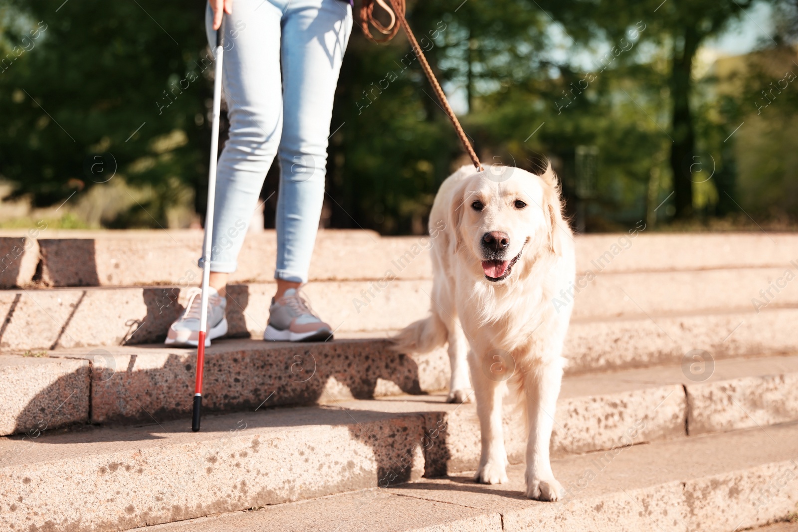 Photo of Guide dog helping blind person with long cane going down stairs outdoors