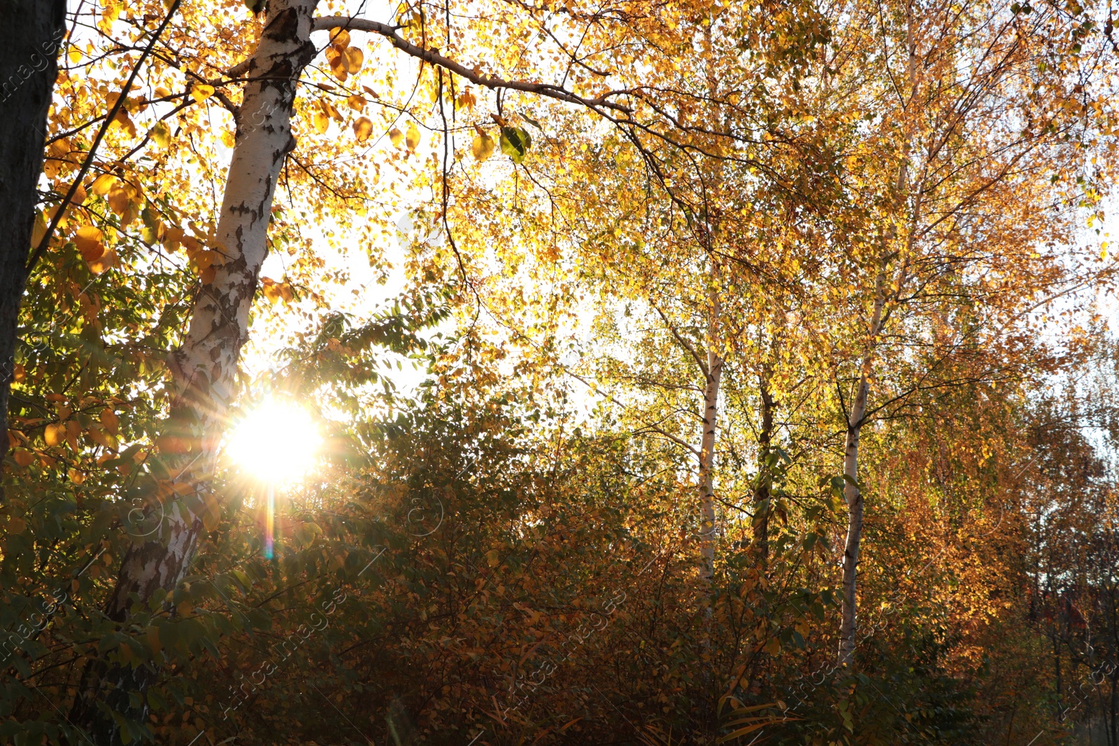 Photo of Beautiful trees with bright leaves on autumn day