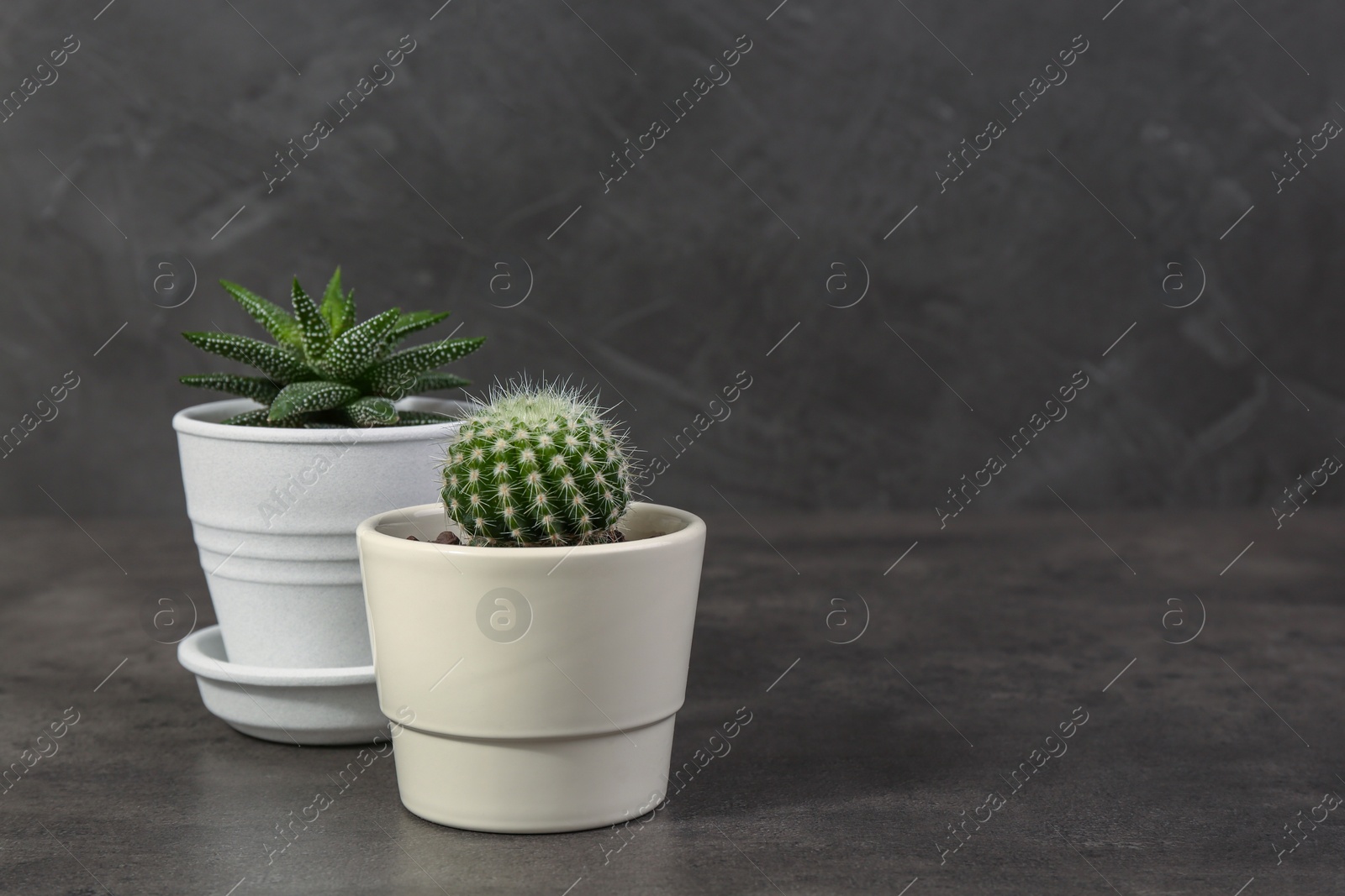 Photo of Succulent plants in pots on grey table. Space for text