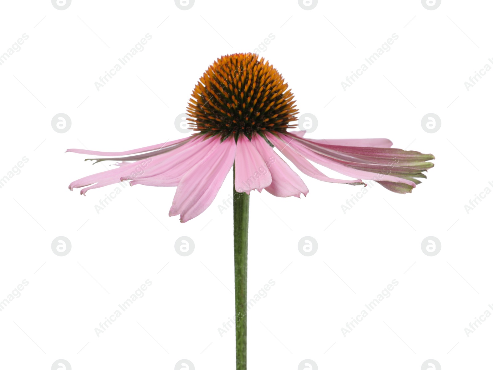 Photo of Beautiful blooming echinacea flower isolated on white