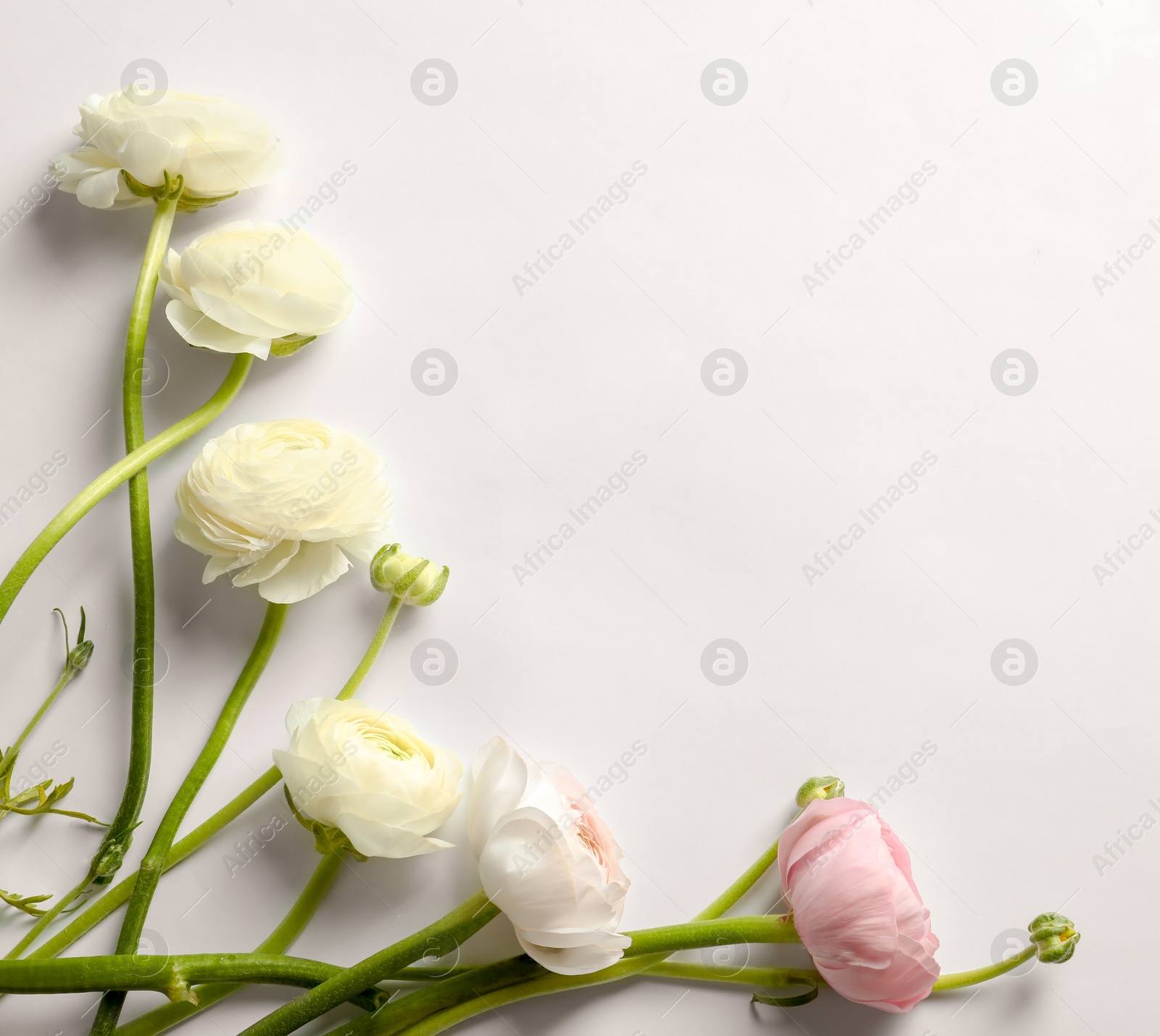 Photo of Beautiful ranunculus flowers on white background