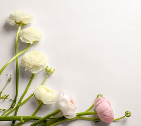 Beautiful ranunculus flowers on white background