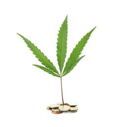 Photo of Hemp leaf and pile of coins on white background