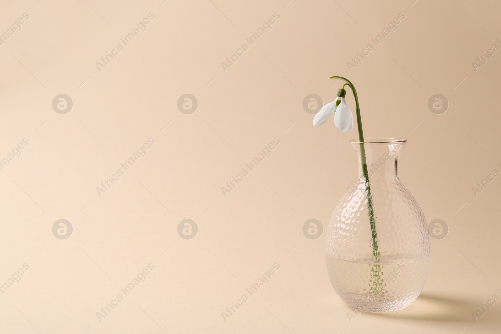 Photo of Beautiful snowdrop in vase on beige background, space for text