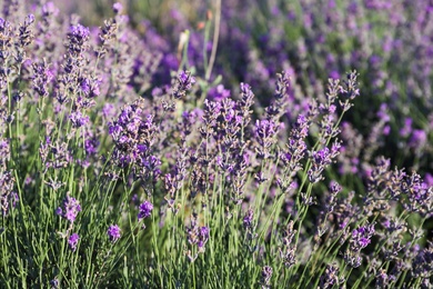 Photo of Beautiful blooming lavender in field on summer day