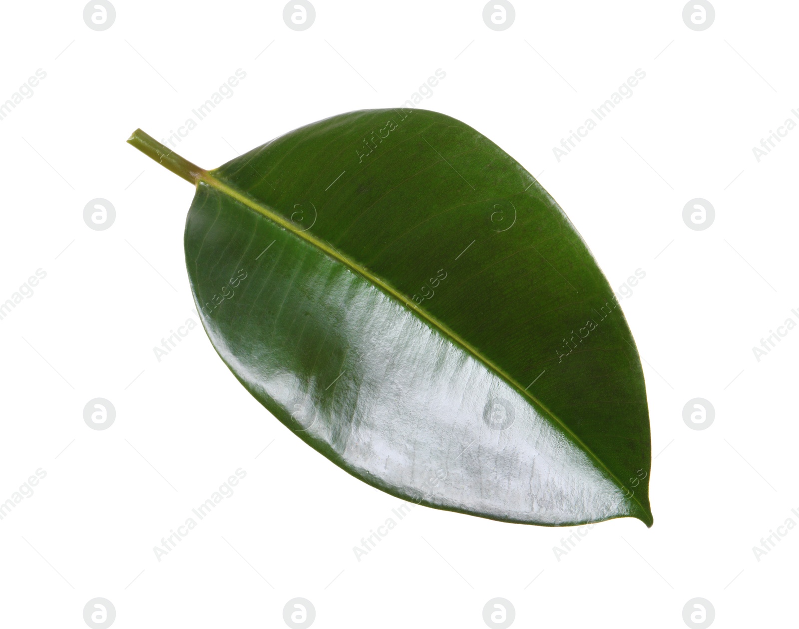 Photo of Fresh green leaf of Ficus elastica plant isolated on white