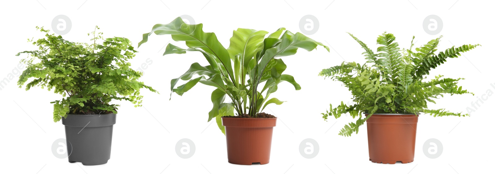 Image of Set with beautiful ferns in pots on white background. Banner design