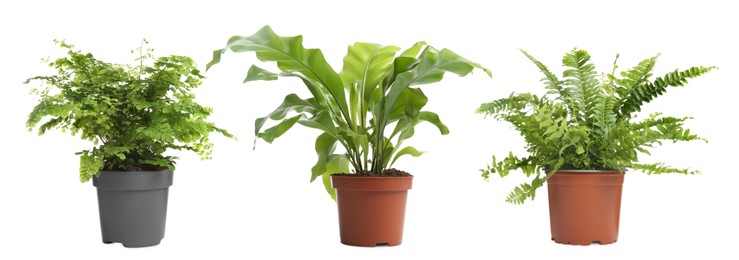 Image of Set with beautiful ferns in pots on white background. Banner design