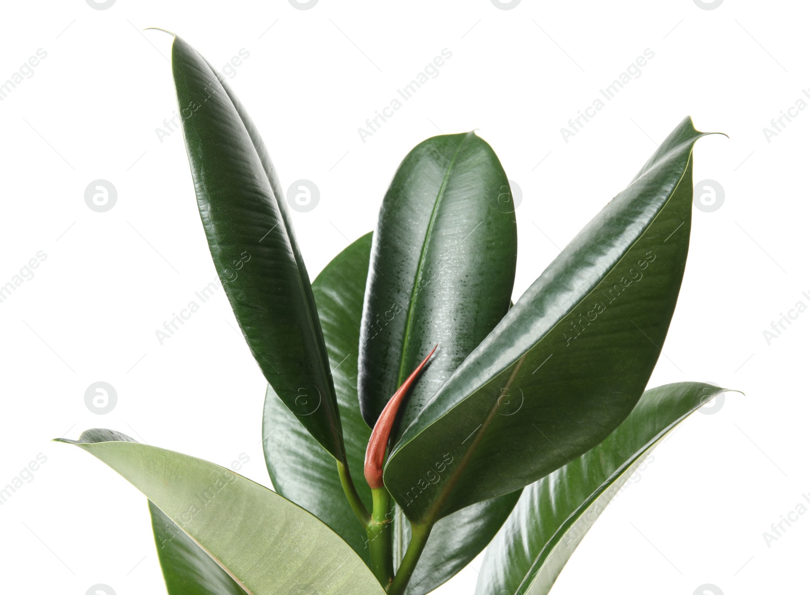 Photo of Beautiful rubber plant on white background. Home decor