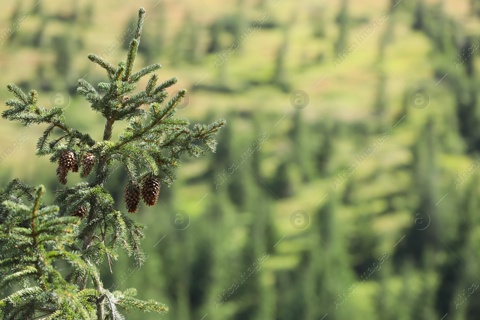 Photo of Beautiful view of conifer tree with cones on blurred background, closeup