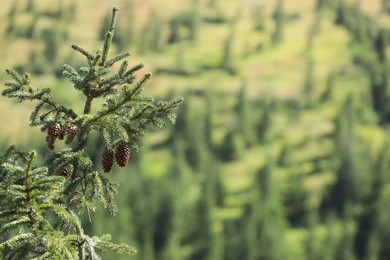 Beautiful view of conifer tree with cones on blurred background, closeup