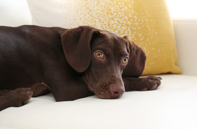 Beautiful brown German Shorthaired Pointer dog on sofa