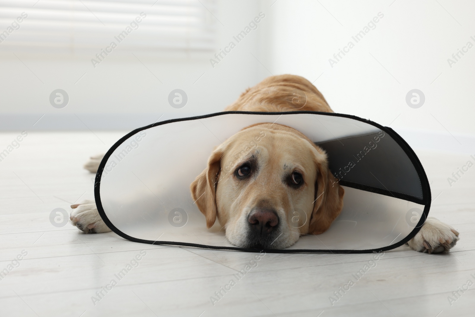 Photo of Sad Labrador Retriever with protective cone collar lying on floor indoors