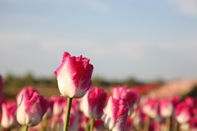 Beautiful pink tulip flowers growing in field on sunny day, closeup