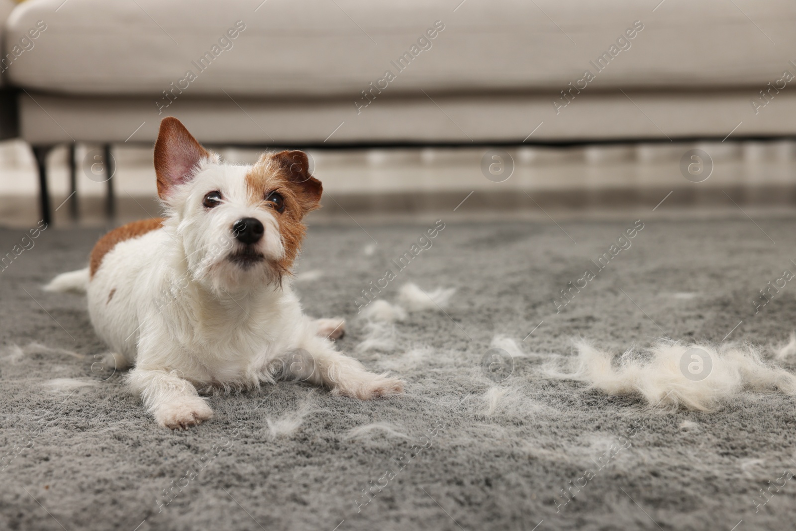 Photo of Cute dog lying on carpet with pet hair at home. Space for text