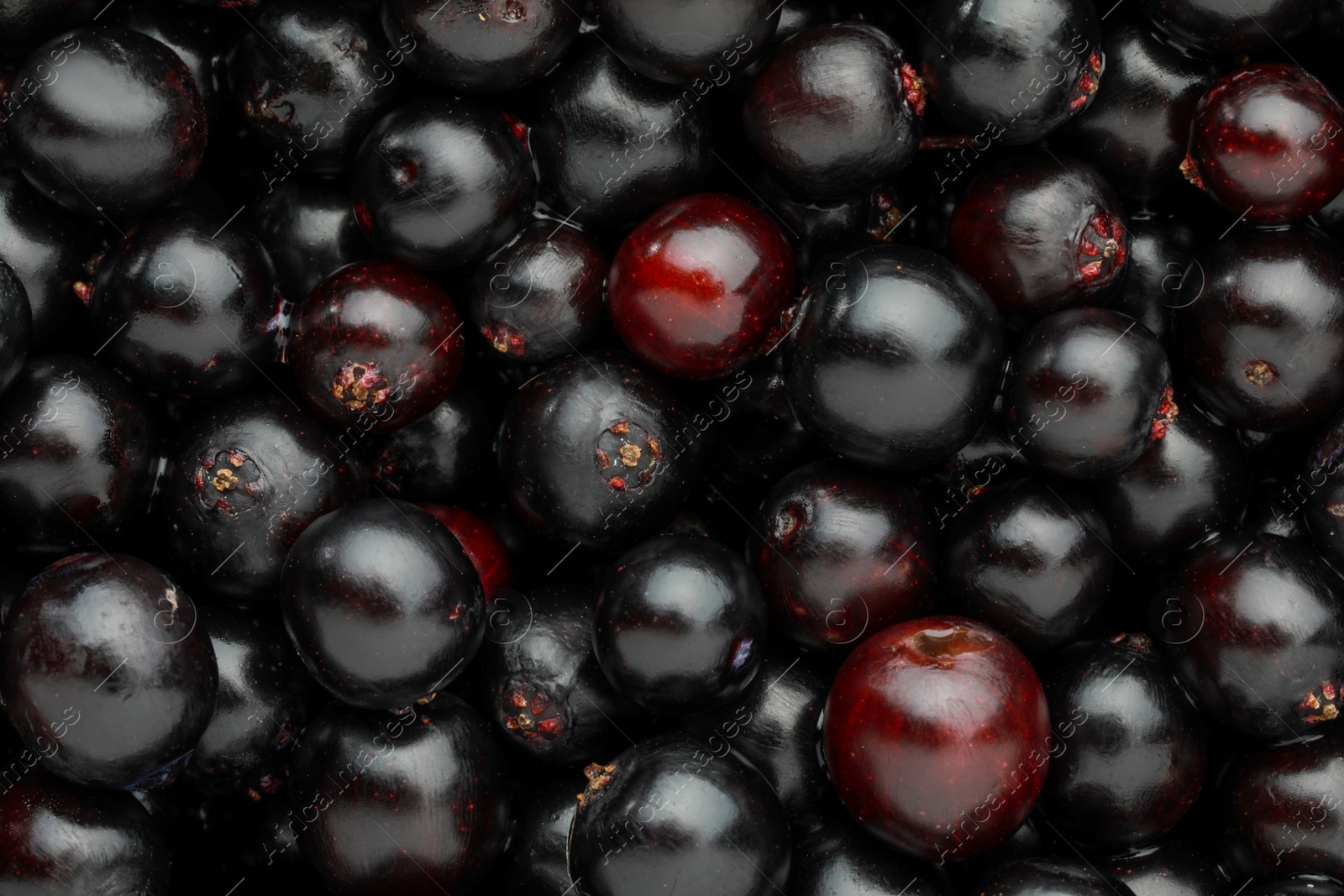 Photo of Black elderberries (Sambucus) as background, top view