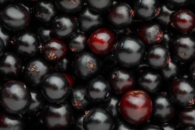 Photo of Black elderberries (Sambucus) as background, top view