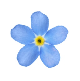 Amazing spring forget-me-not flower on white background