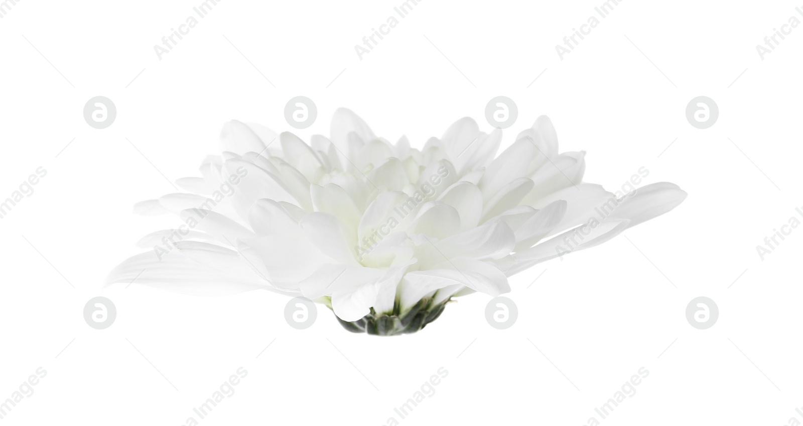 Photo of Beautiful tender chrysanthemum flower isolated on white