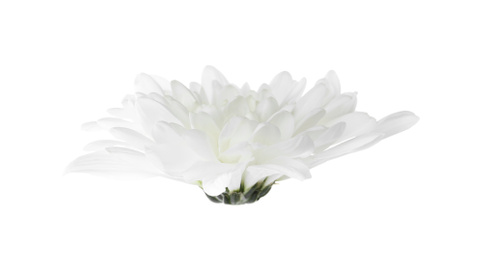 Beautiful tender chrysanthemum flower isolated on white