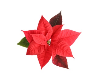 Beautiful Poinsettia isolated on white, top view. Traditional Christmas flower