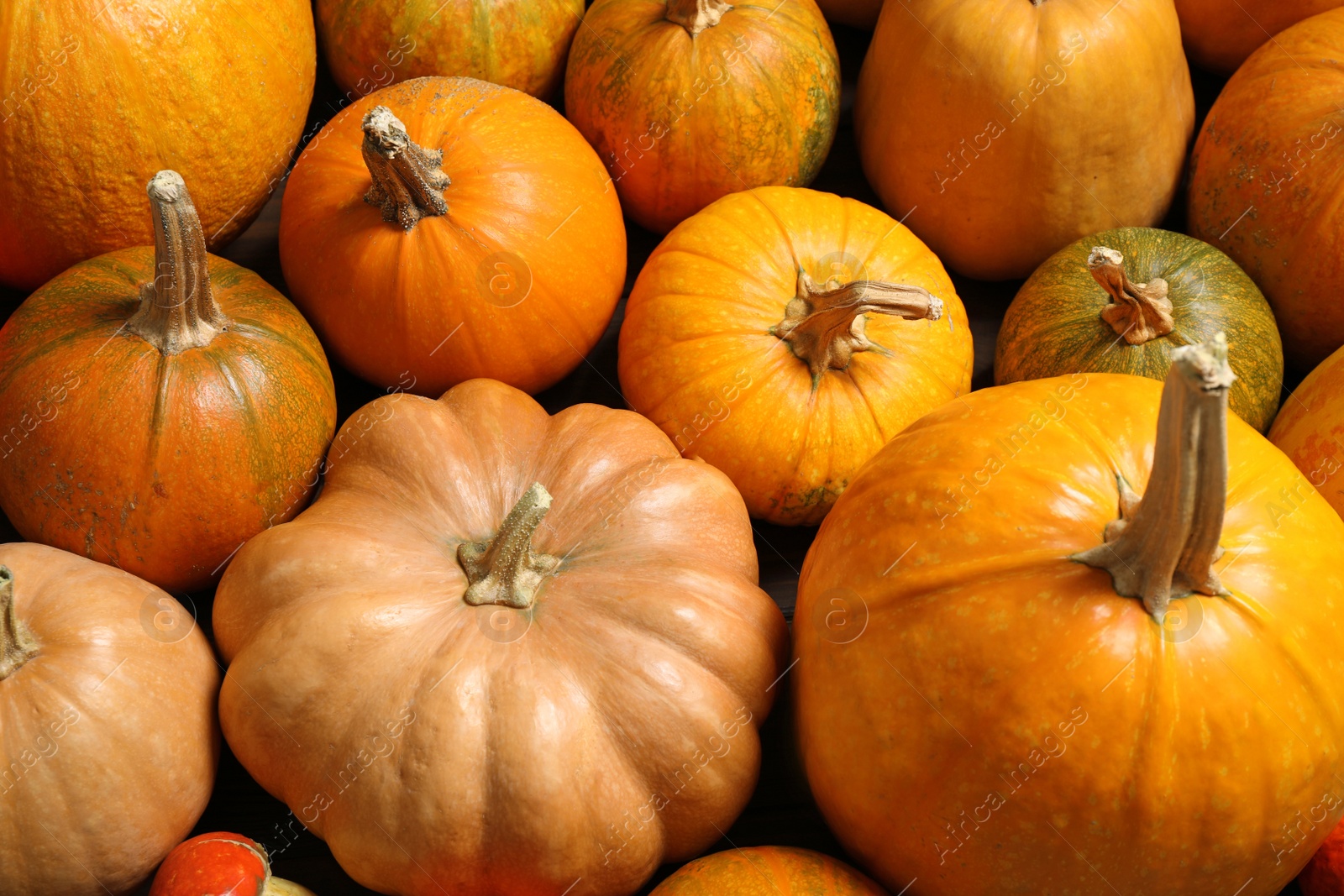 Photo of Many fresh raw whole pumpkins as background. Holiday decoration