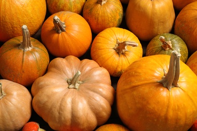 Many fresh raw whole pumpkins as background. Holiday decoration