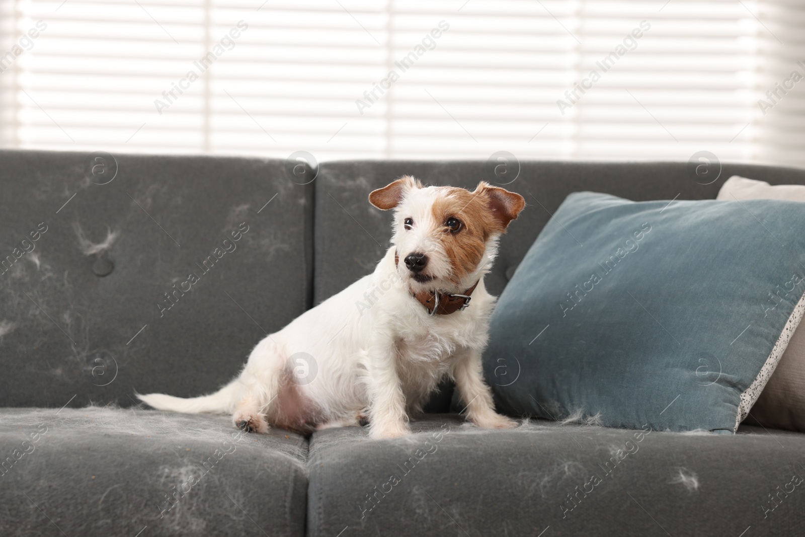 Photo of Cute dog sitting on sofa with pet hair at home