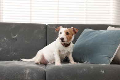 Cute dog sitting on sofa with pet hair at home