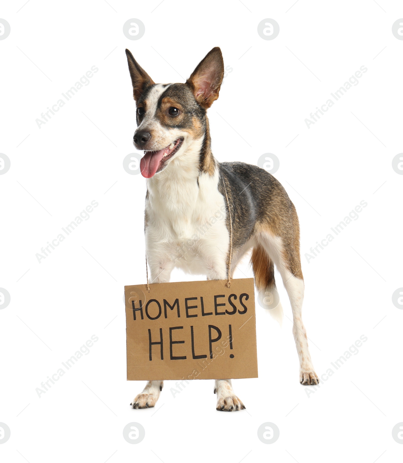 Photo of Lost dog with sign Homeless Help! on white background. Lonely pet