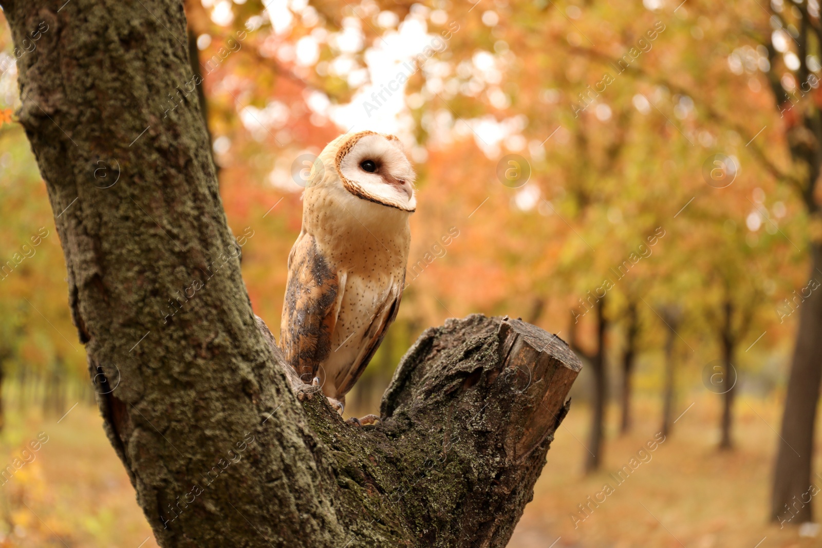 Photo of Beautiful common barn owl on tree outdoors