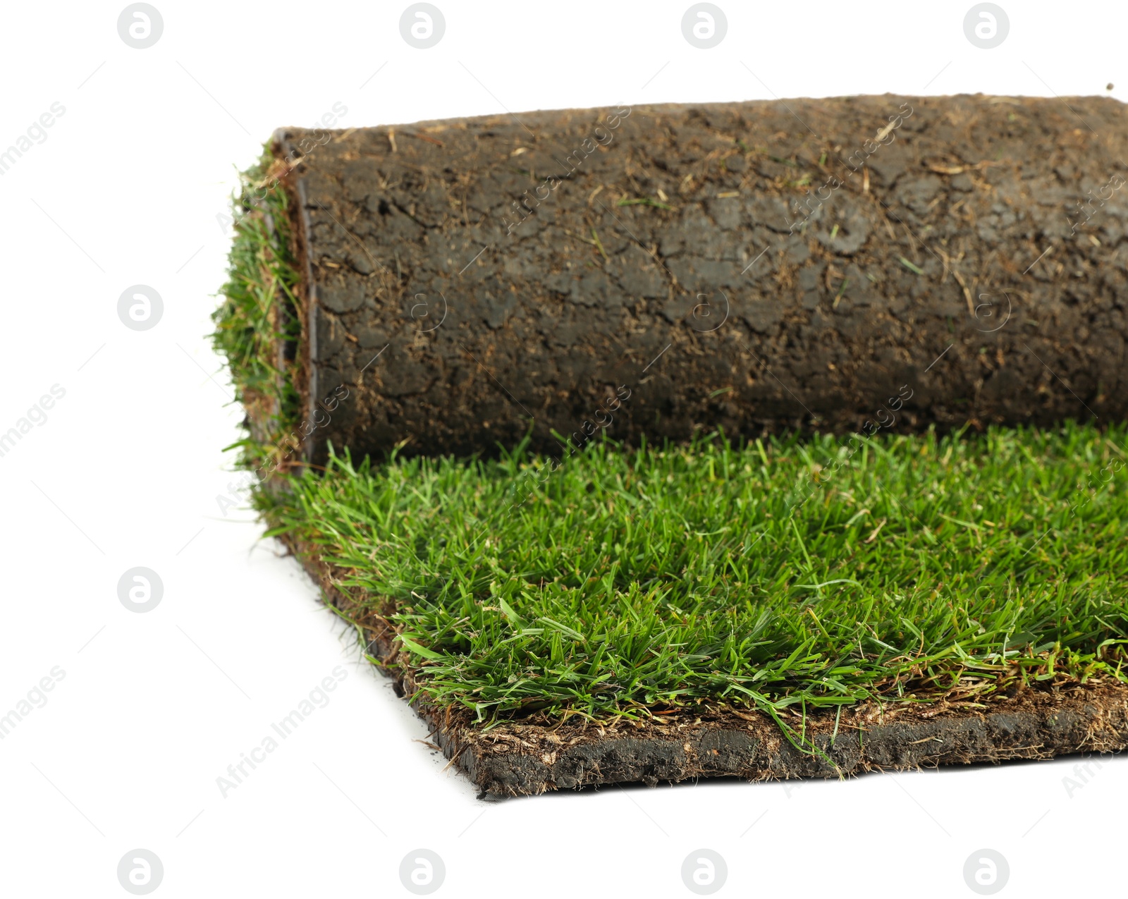 Photo of Rolled sod with grass on white background
